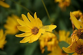 鮮花,黃色,性質(zhì)