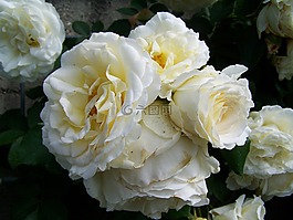 玫瑰,白花,小組花序