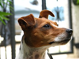 動物,狗,注意