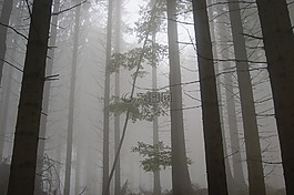 霧,心情,樹