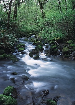 溪,荒野,水