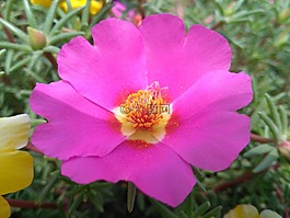 portulaca oleracea l,马齿苋花,五行草花