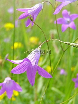 花,风铃草孔雀草,春