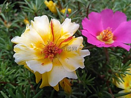 portulaca oleracea l,马齿苋花,五行草花