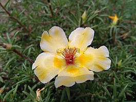 portulaca oleracea l,马齿苋花,五行草花