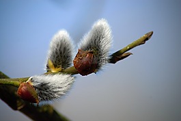 春天,猫,柳
