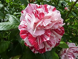 玫瑰,花,植物區(qū)系