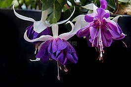 fushia,花,春天