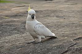 鸚鵡,鳥,羽毛