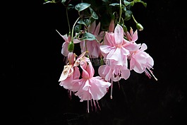 fushia,花,春天