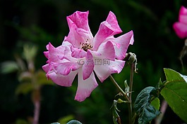 粉色,灌木,花