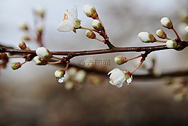 水滴,分支機(jī)構(gòu),性質(zhì)
