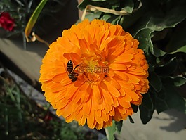 花,植物區(qū)系,自然