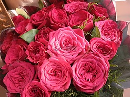 鮮花,紅色花,自然，紅花