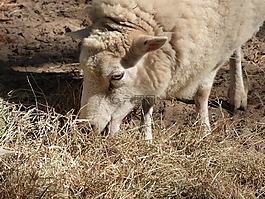 動物,羊,農(nóng)場動物