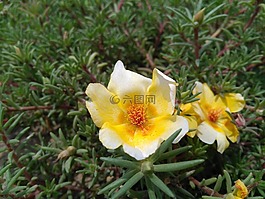 portulaca oleracea l,马齿苋花,五行草花