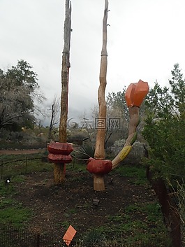 仙人掌花園,鳳凰,薩瓜羅
