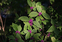 植物,顏色,公園
