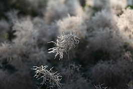 植物,白霜,霜