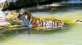 动物,虎,amurtiger