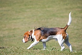 小獵犬,狗,寵物