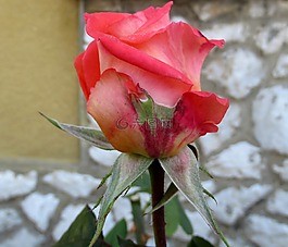 秋季,花蕾,玫瑰