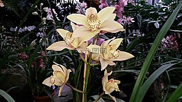 蘭花,黃色,開(kāi)花