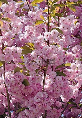 開花,鮮花,水華