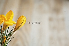 藏紅花,花,鮮花