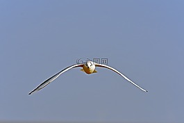 嘴鷗,方法,鳥