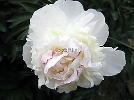 秋季,花园,白