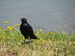 黑鳥,歐椋鳥,鳥