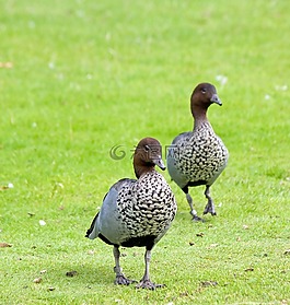鵝,鳥,動物