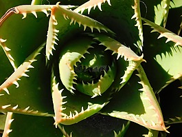cactae,仙人掌,植物