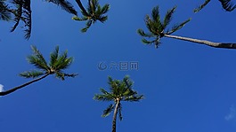 風(fēng)景,藍(lán)天白云,樹林
