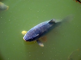 鯉魚,魚,湖
