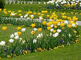 花壇,郁金香,tulpenbluete
