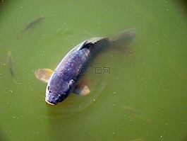 鯉魚,魚,湖