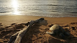 風景,大海,夕陽