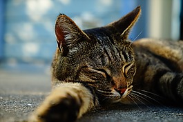 貓,頭,睡眠