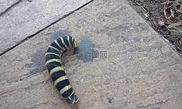 毛蟲,昆蟲,幼蟲