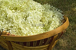 elderflowers,英國鄉村,親切