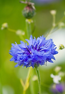 花,矢車菊,美麗