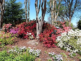 映山紅,達拉斯植物園,盛開