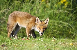 ?？怂?野生動物,動物