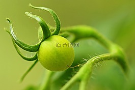 花園,蔬菜,番茄