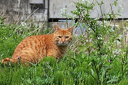 動物,貓咪,步行