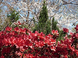 映山紅,紅色,盛開