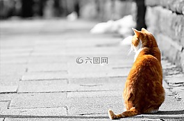 可爱的,动物,背景