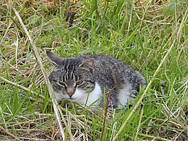 猫,野兽,休息